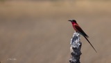 Carmine Bee Eater